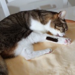 ミミオレ。