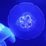 『	 納豆とサーファー』の画像