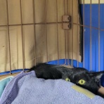 みにみゅう　猫の飼い主さん募集中　