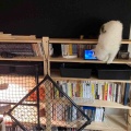 いたずら小僧のフランキ坊や
