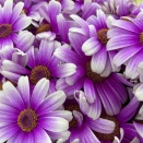 【言葉が変われば未来も変わる】 3158