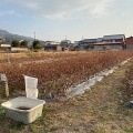 2025年度綿の栽培記録：節分。綿の畑仕舞い