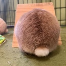 触りたくならないはずがない