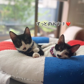 栄冠、栄華ちゃんのずっとのおウチ