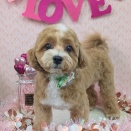 トリミング🐶✂️