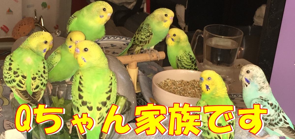 じぃじとばぁばのインコのお家