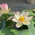 武生の引接寺「蓮の花」　福井県越前市京町