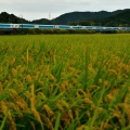 SparkLing  Dreams  Shinkansen：10/4①