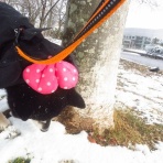 ちょいとそこログ