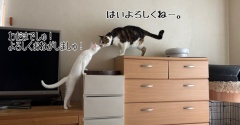 もうすっかりなのです。