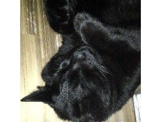 【画像】猫のあくび など【再】