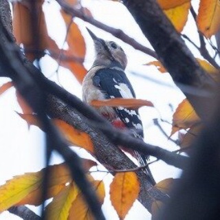 東京港野鳥公園　レンジャーブログ