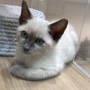 346532　シャム