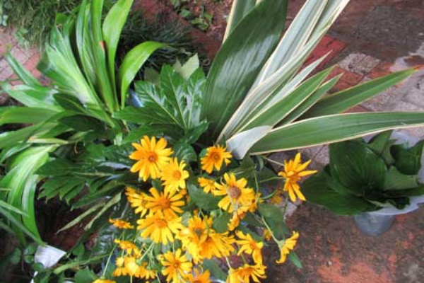 竹原高校の華道部に持参するニューサイラン 竹シャガ ヤツデ 姫向日葵を切りました 花と短歌と竹原と