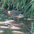 逆光‼️つがいのヒクイナを撮る🐦🐦（多々良沼公園）