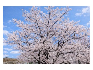 ３月最終日ですね。