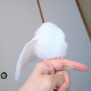 夜ふかしする文鳥