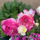 ラナンキュラス、ラッパ水仙、メキシコ料理