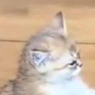 猫の動画 ねこわん！