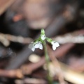 猛暑の山麓で花探し