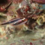 南紀白浜「ミスオーシャンダイビングサービス」今日の海ログ