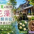 🌸【真夏でも涼しい！】清流に咲く夏の妖精「梅花藻」と中山道・醒井宿を歩いてきました｜（滋賀県米原市）