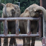 媛ちゃんの19歳のお誕生会♪