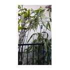 �ط���ͤ��ɴ��٤β���