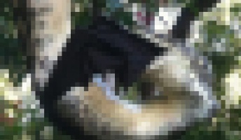 【閲覧注意】これはヤバイ!!巨大ニシキヘビが巨大コウモリを丸呑みする驚愕の瞬間が記録される!