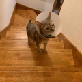 リビング集合待ちのキャリコちゃん