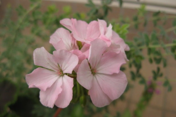 みーの花日記 ｾﾞﾗﾆｳﾑ