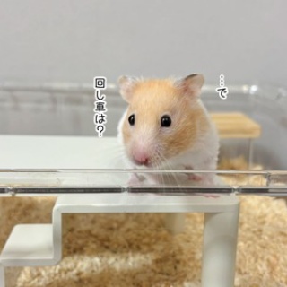 ブンチョ日誌