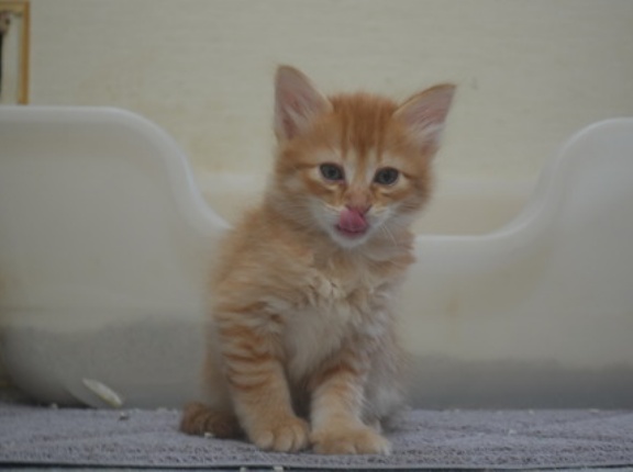 甘い美少年顔猫　20260513