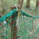 ヤブヤンマの羽化を確認　Emergence of the Giant Golden-ringed Dragonfly Confirmed