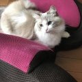 今日久しぶりにマクドで飯食ってたら、後ろからトレーを持ったガリガリの中年オッサンが来た。オッサン「ちょっといいですか？」俺「（相席かな？）どうぞ」→すると・・・
