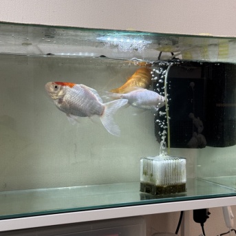 娘がキャー！悲鳴！◆完全にホラーや…（ごめん）