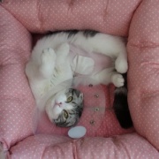 医療講演会に参加して猫と自分の病気予防について考える