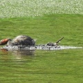 2026年5月14日の野鳥公園
