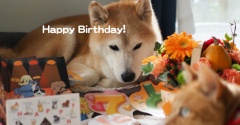 震災被災犬、16歳になりました♪