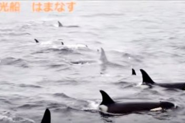 シャチの大群が移動する映像 知床 羅臼 北海道 サメ シャチ好き集まれ情報局