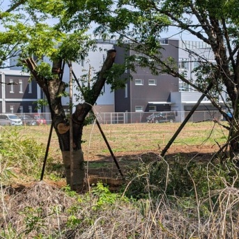 「柏の葉小学校」の西側「3号近隣公園」予定地のグラウンド整備工事状況（2026年4月19日）