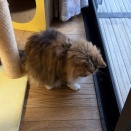獲物を見つけた猫