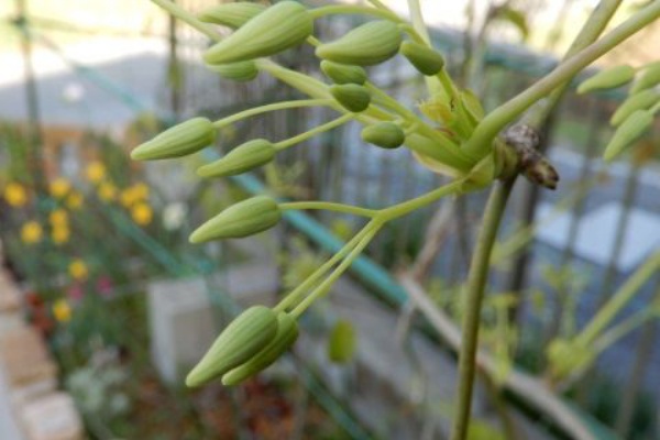 ムベの成長 定年生活