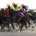 ヒストリーメイカー（25/12/31・第54回 東海ゴールドカップ・笠松競馬場）