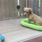 群馬県伊勢崎市　ワンラブ　カインズ伊勢崎店ブログ