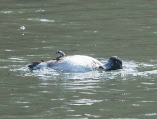 2026年3月29日の野鳥公園