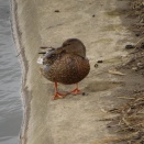 柏の葉キャンパス駅近郊で湿地の冬鳥観察記