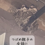  4月5日　玄鳥至(つばめきたる)