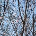 メゾンカルチャークラブ武蔵境テニススクールSTAFFブログ