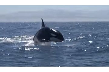 閲覧注意 観光客呆然 シャチが群れでクジラを襲うところに遭遇 アメリカ サメ シャチ好き集まれ情報局